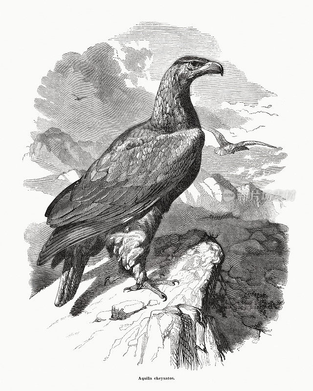 金雕(Aquila chrysaetos)木雕，1870年出版